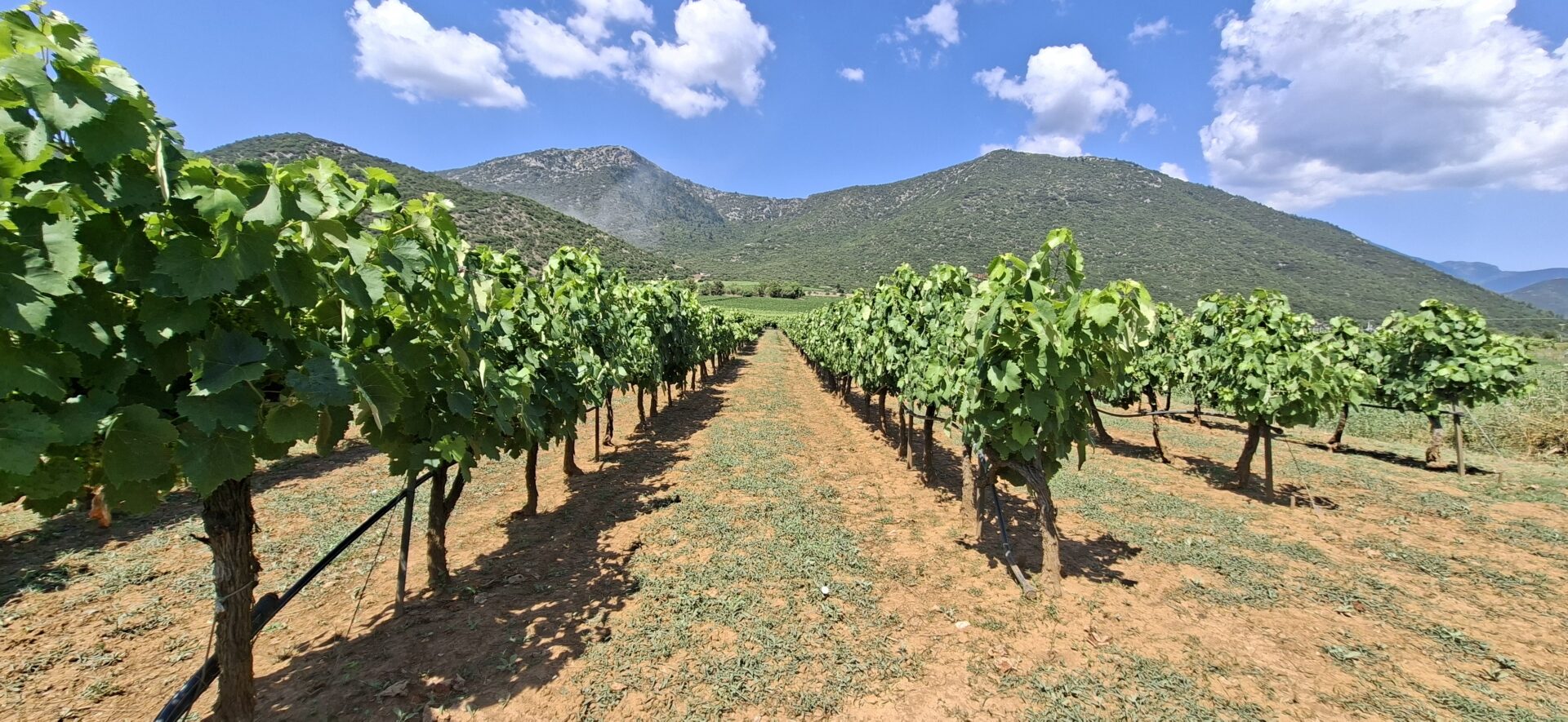 Wine roads