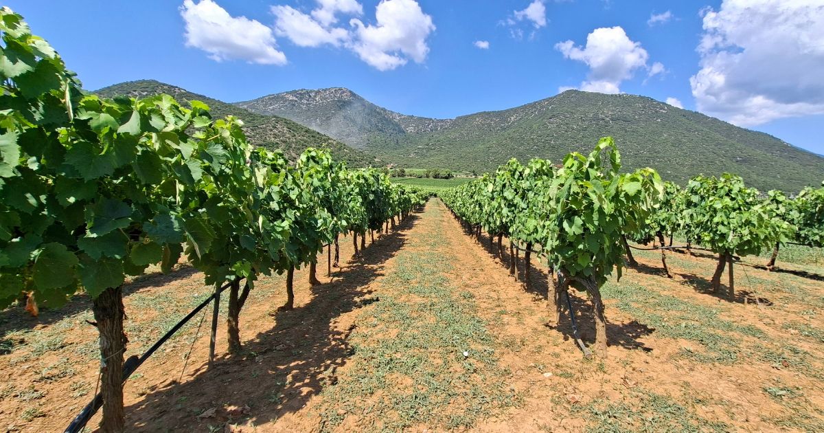 Vineyard rows on the Mantinia plateau below the Arcadian mountains