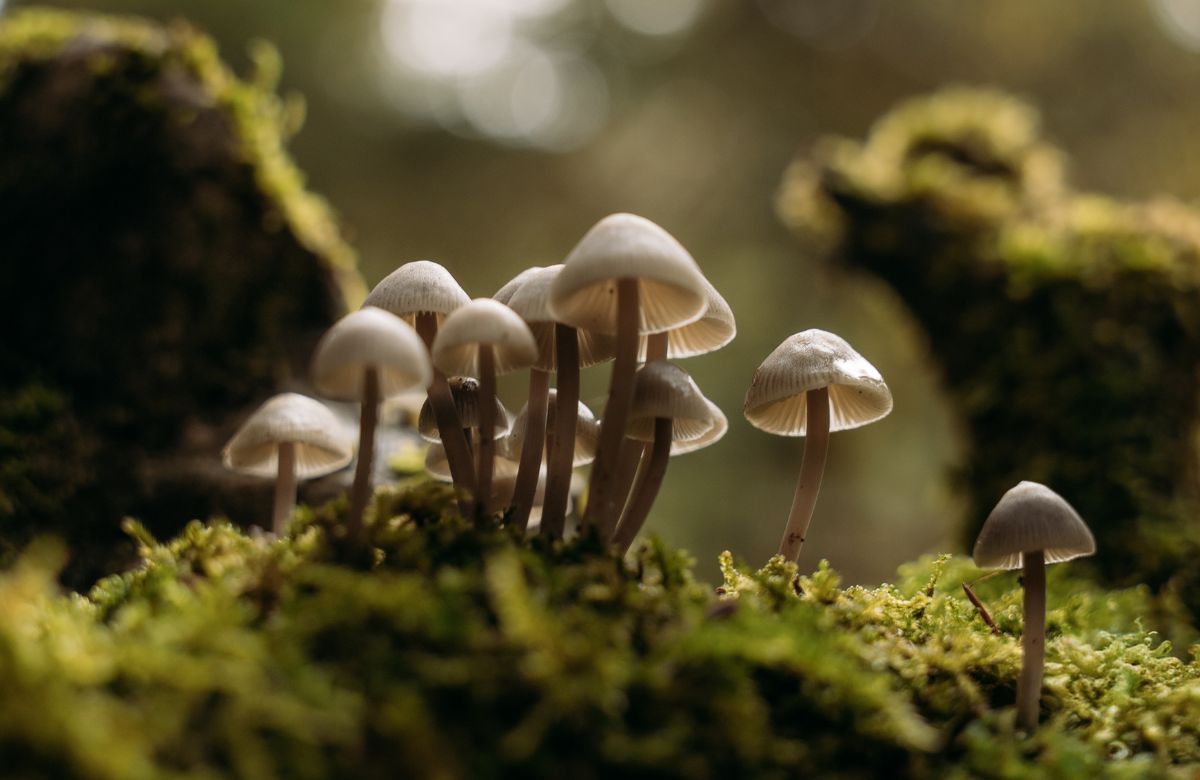 Wild mushrooms on the forest floor near Magouliana