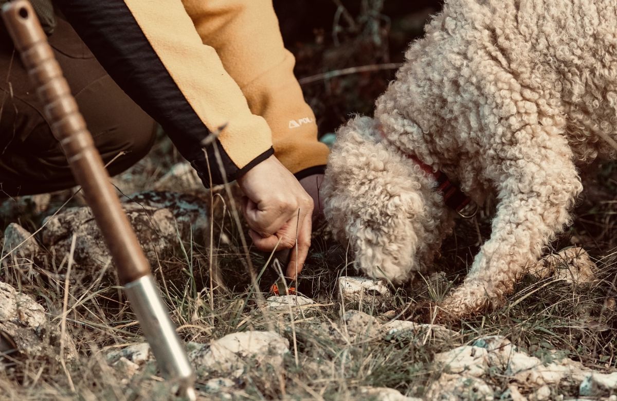 Truffle hunting in the fir forest above Magouliana