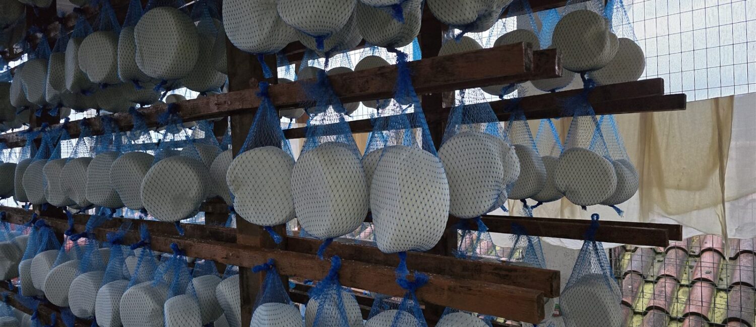 Wheels of Stavropoulos graviera hanging to age in nets, Karatoula