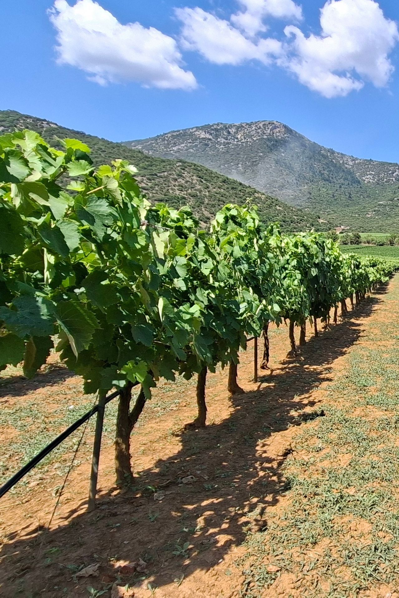 wine roads arcadia