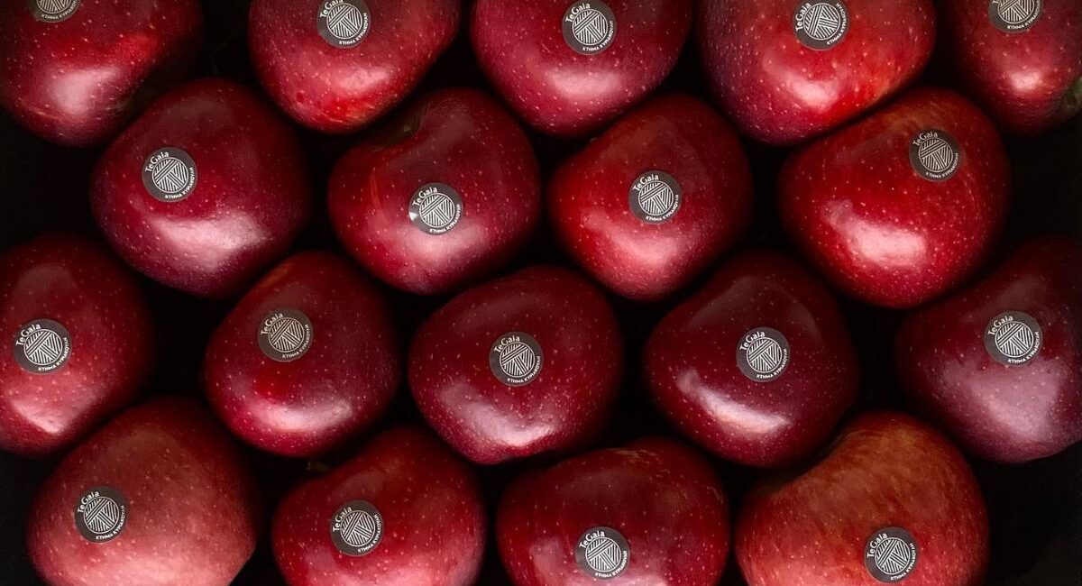 Delicious Pilafa PDO apples at TeGaia – Ktima Kyriakouli, Tegea, Arcadia