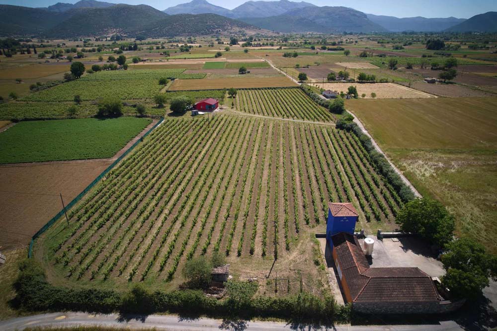 The Vineyards