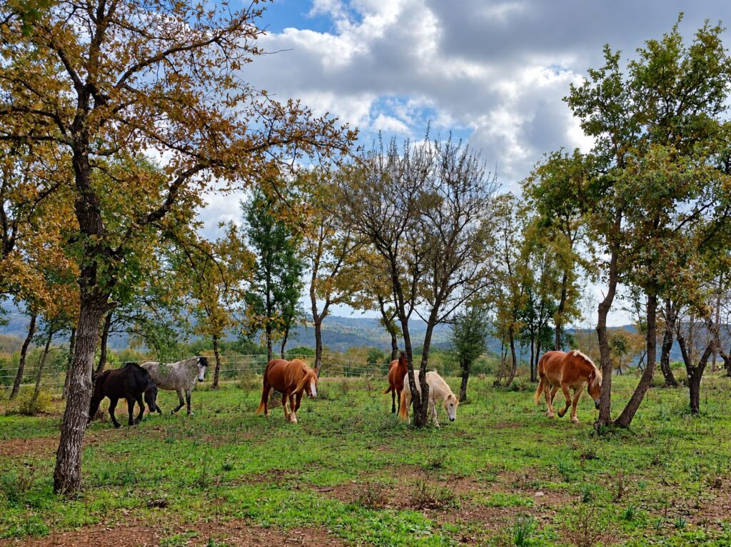 The Farm